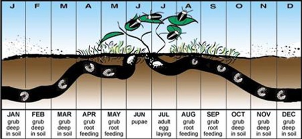 grub life cycle